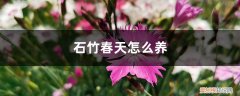 石竹秋天怎么养 石竹春天怎么养