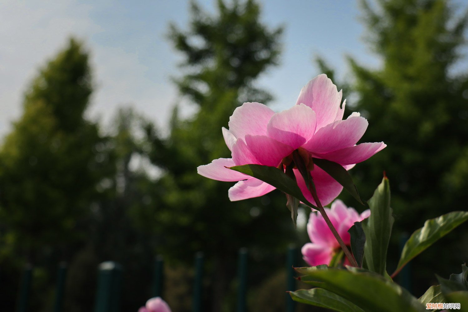 芍药能在室内养吗有什么讲究 芍药室内怎么养