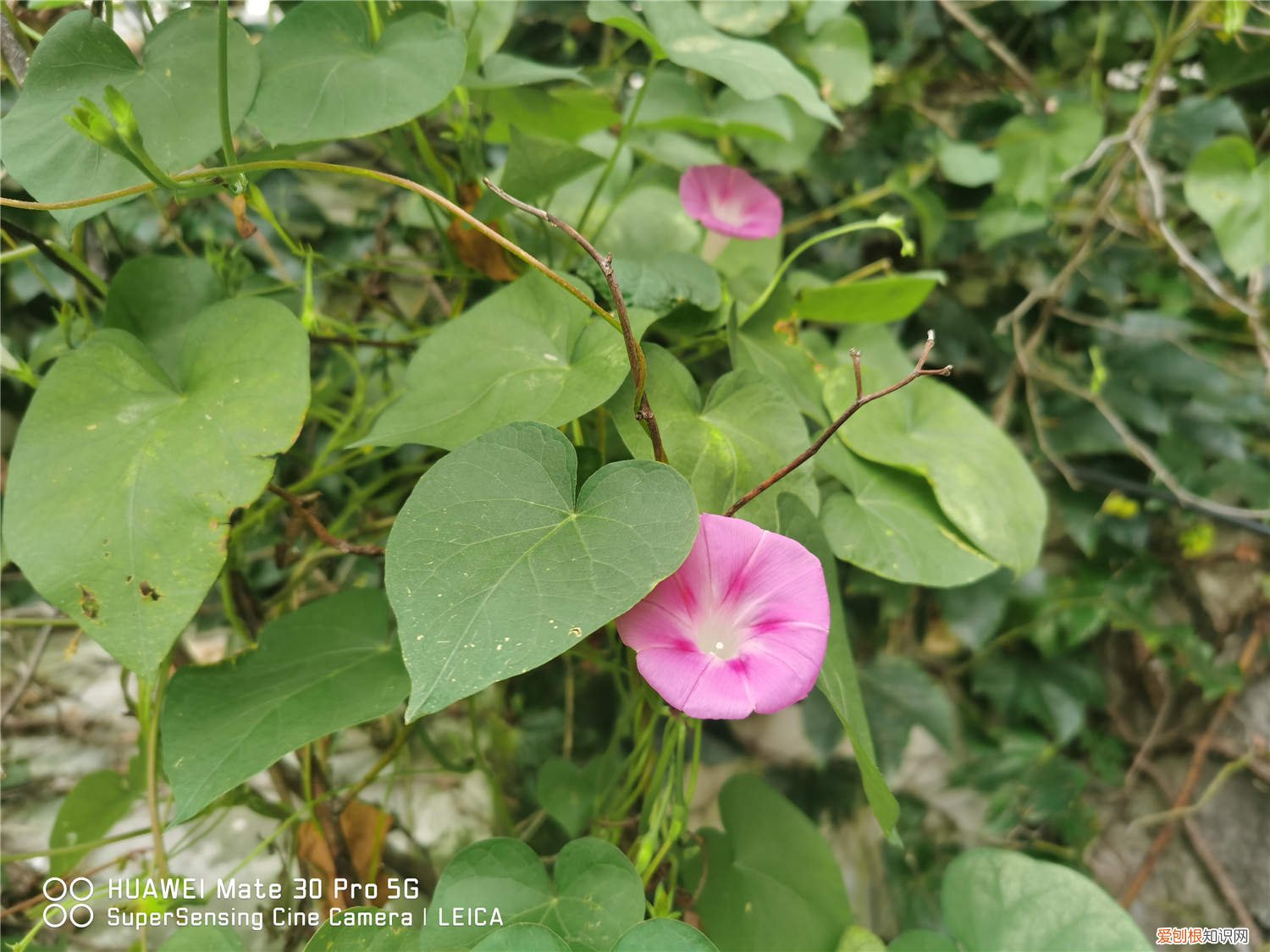 牵牛花怎么养花开的最好? 牵牛花春天怎么养