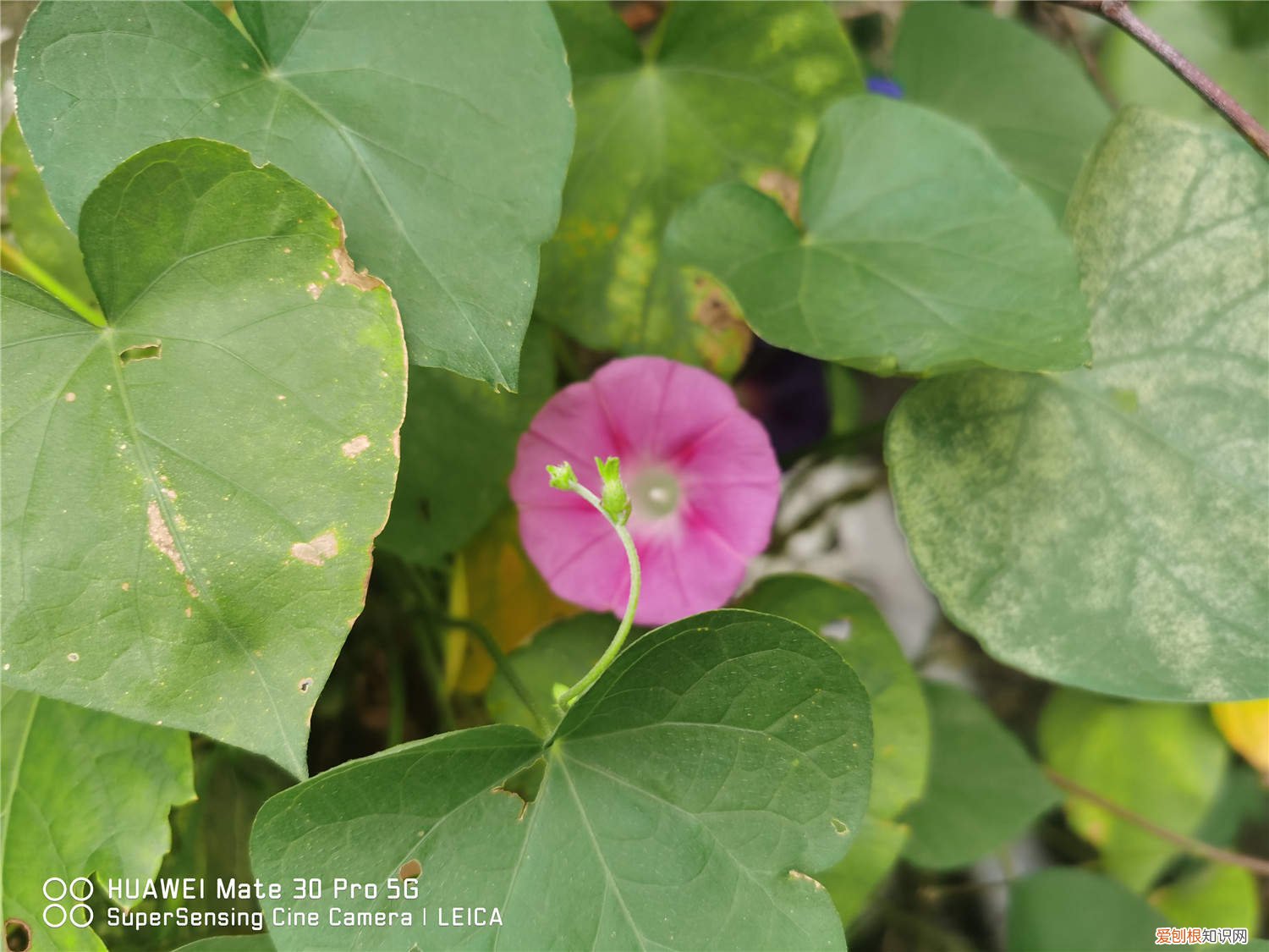 牵牛花怎么养花开的最好? 牵牛花春天怎么养