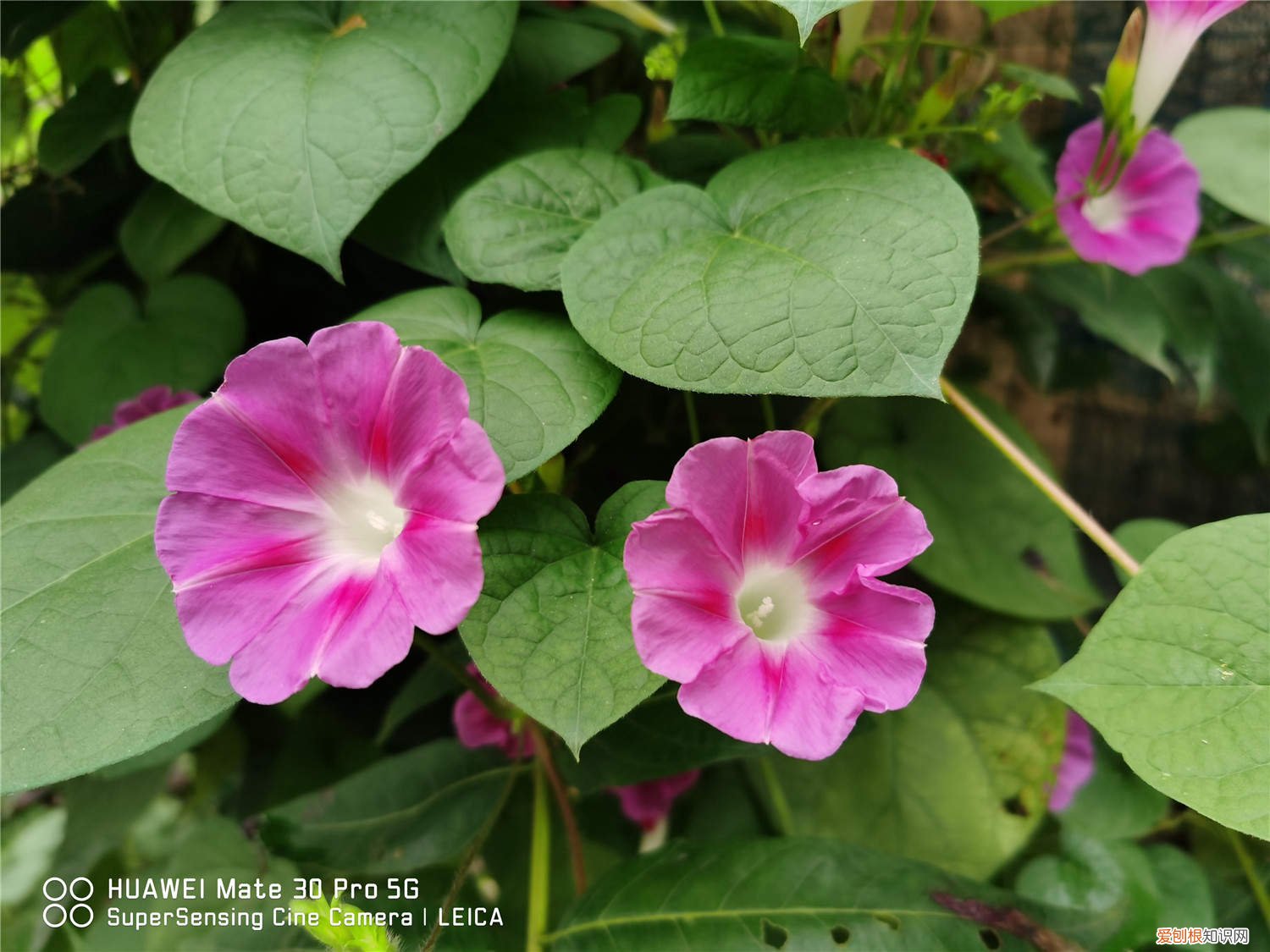 牵牛花怎么养花开的最好? 牵牛花春天怎么养
