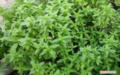 薄荷叶子背面很多小黑点，薄荷叶上有很多小黑点