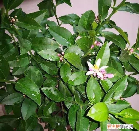 室内盆栽植物的种植及养护要点，六种植物养护技巧，了解它们的习性，不怕长不好，养花其实很简单