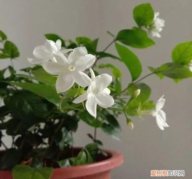 室内盆栽植物的种植及养护要点，六种植物养护技巧，了解它们的习性，不怕长不好，养花其实很简单