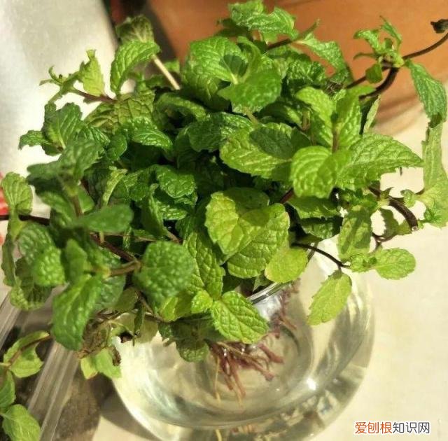 室内盆栽植物的种植及养护要点，六种植物养护技巧，了解它们的习性，不怕长不好，养花其实很简单