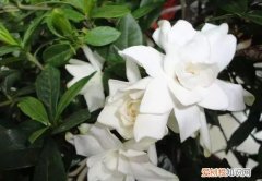 室内盆栽植物的种植及养护要点，六种植物养护技巧，了解它们的习性，不怕长不好，养花其