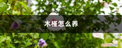 木槿怎么养最好 木槿怎么养