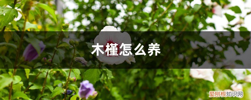 木槿怎么养最好 木槿怎么养