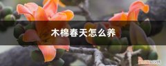 木棉生长环境 木棉春天怎么养