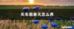 矢车菊种植时间和方法 矢车菊春天怎么养