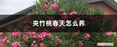 夹竹桃春天怎么养活 夹竹桃春天怎么养