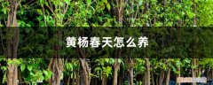黄杨春天怎么养才能开花 黄杨春天怎么养