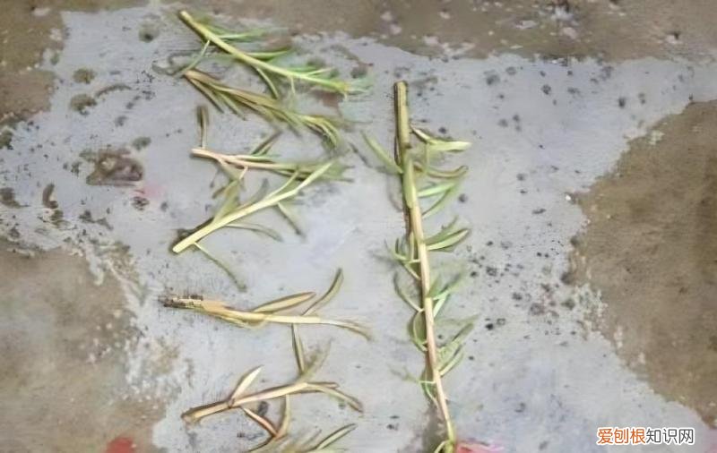 太阳花种下好久未服盆一直半死不活与什么有关，太阳花没叶子了还能活吗