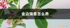 金边瑞香怎么养才开花 金边瑞香怎么养