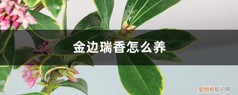 金边瑞香怎么养才开花 金边瑞香怎么养