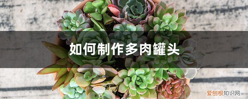 她用罐头盒,建了个多肉杂货铺,走进来就不想离开了!