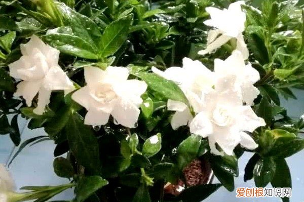养花根用什么药 养花先“养根”,药片磨碎用上,根系呼呼长!