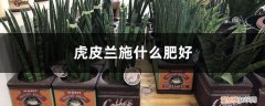 虎皮兰叶子可以发芽吗? 这几样好东西可是养花“宝贝”，给虎皮兰用上，猛发芽拦不住！