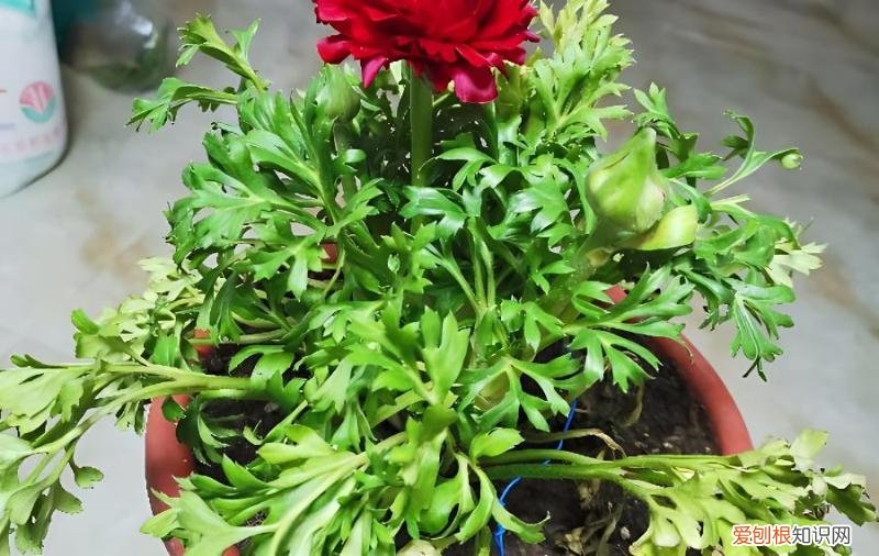 买回来的花毛茛黄叶蔫蔫,怎么办?,新买的花毛茛黄叶