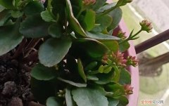 长寿花只有花蕾不开花，怎么回事？，长寿花不长花蕾怎么办