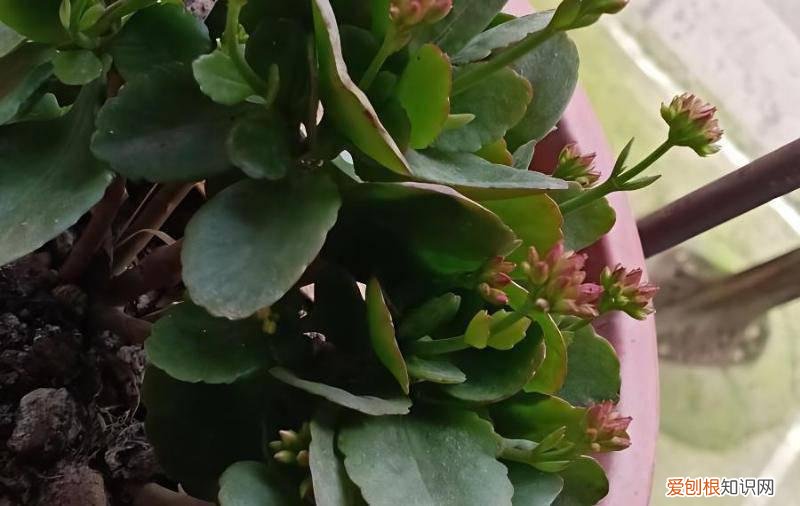 长寿花只有花蕾不开花,怎么回事?,长寿花不长花蕾怎么办