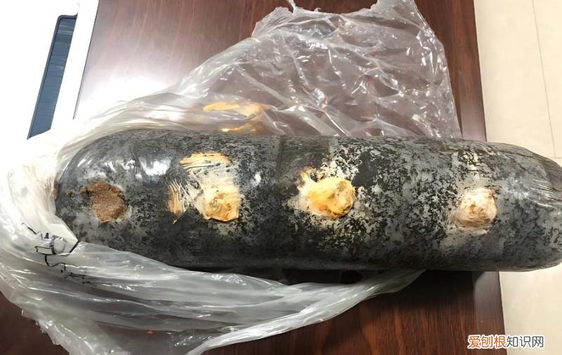 滑子菇菌包被霉菌污染，怎么防治？，滑子菇黏黏的怎么处理