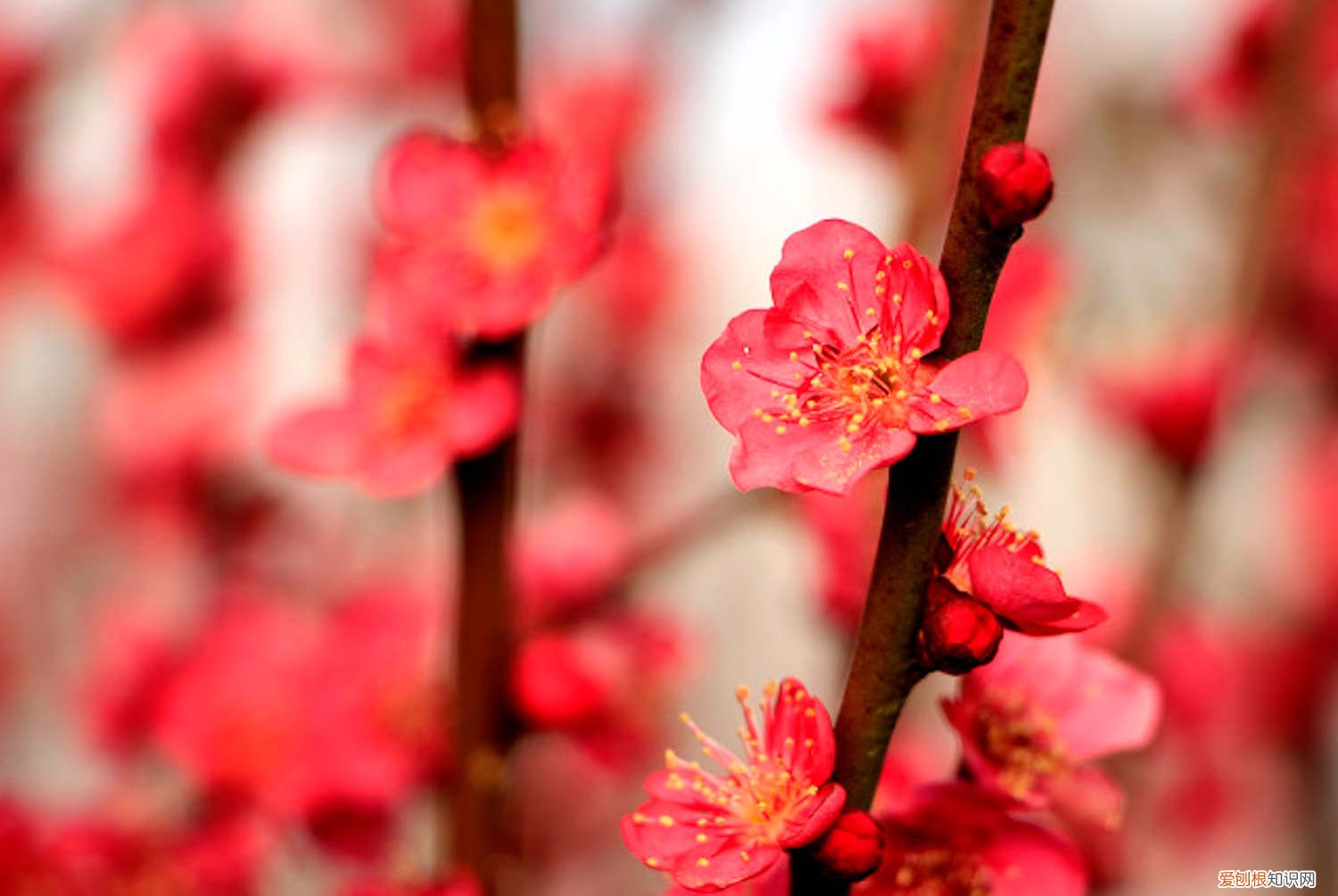 梅花怎么养才能更旺盛 梅花怎么养