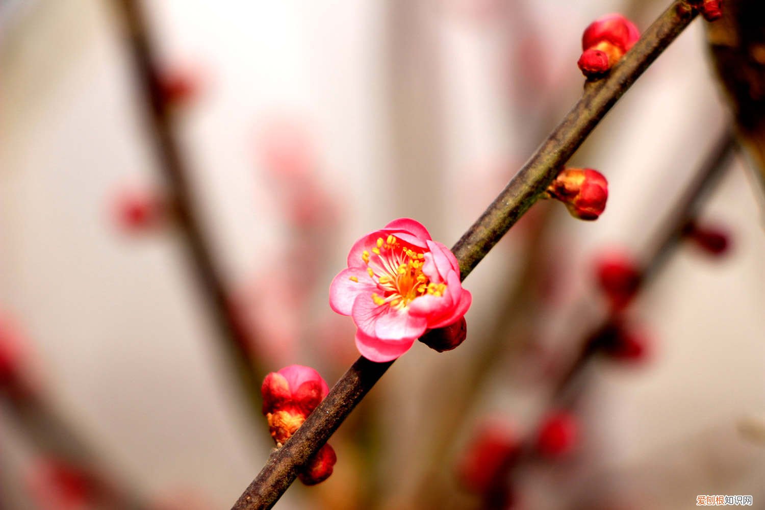 梅花怎么养才能更旺盛 梅花怎么养