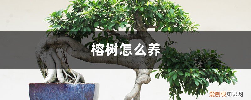 大叶琴榕树怎么养 榕树怎么养