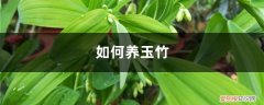 小玉竹怎么养 如何养玉竹
