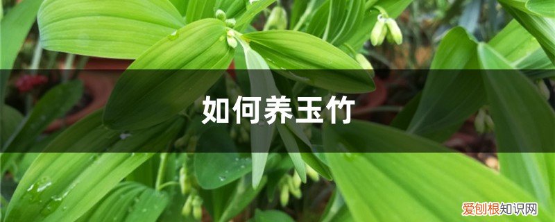 小玉竹怎么养 如何养玉竹