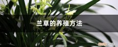 兰花的养殖方法和注意事项 盆栽蝴蝶兰 兰草的养殖方法