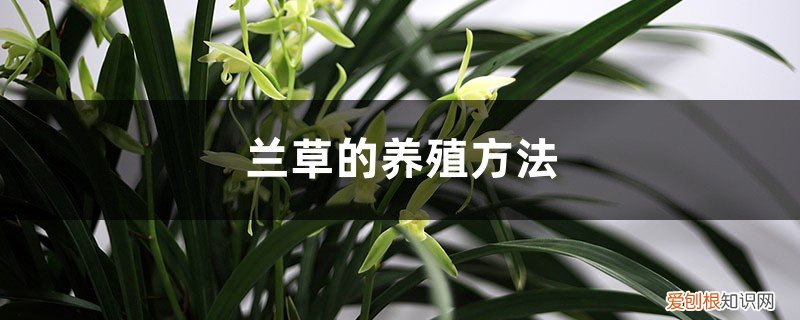 兰花的养殖方法和注意事项 盆栽蝴蝶兰 兰草的养殖方法