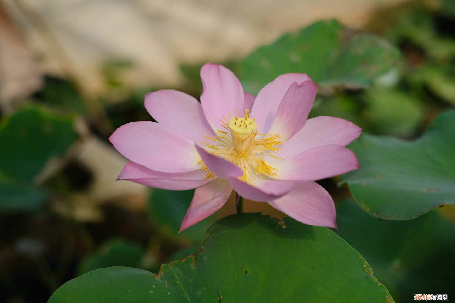 如何养荷花插花 如何养荷花