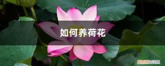 如何养荷花插花 如何养荷花