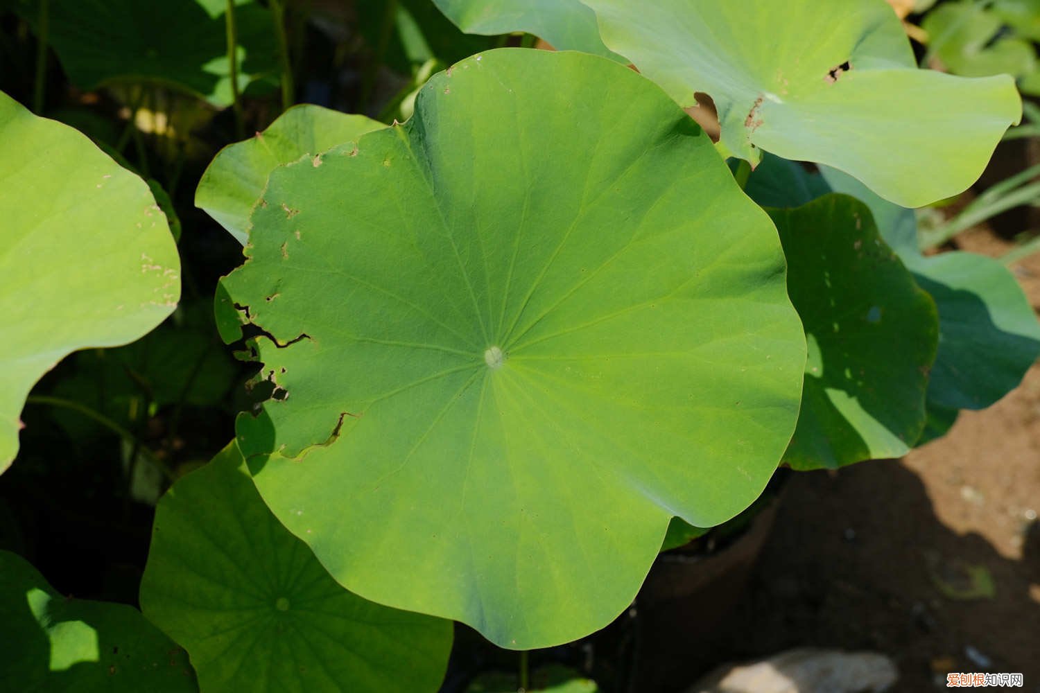 如何养荷花插花 如何养荷花