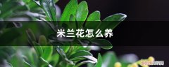 米兰花怎么养好 米兰花怎么养