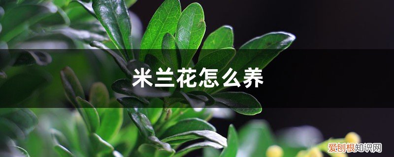 米兰花怎么养好 米兰花怎么养