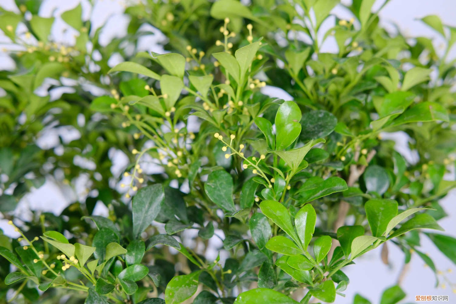 米兰花怎么养好 米兰花怎么养