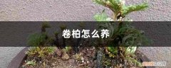 卷柏怎么养活 卷柏怎么养