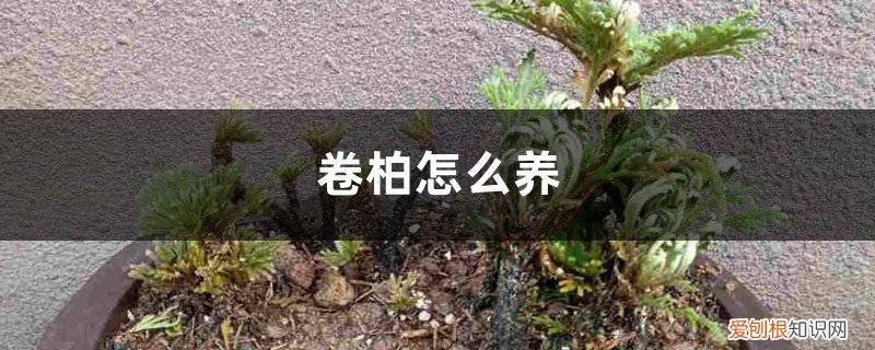 卷柏怎么养活 卷柏怎么养