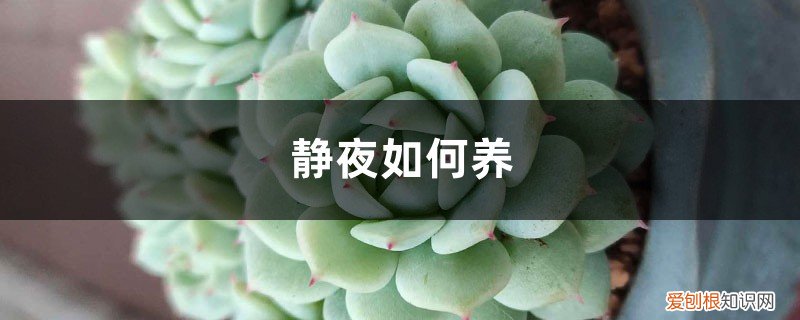 静夜多肉好养活吗 静夜如何养