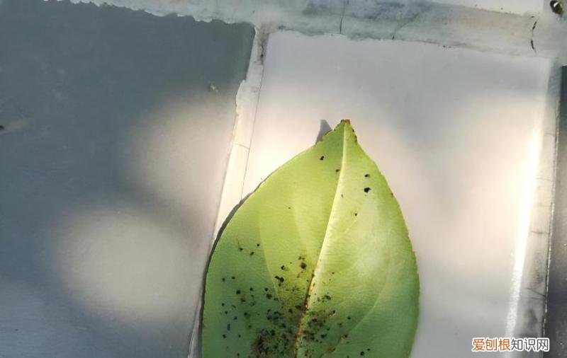 海棠叶子有病斑是啥虫子为害，怎样防治？，红叶海棠病虫害图片及治疗措施