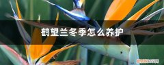 望鹤兰的养护 鹤望兰冬季怎么养护