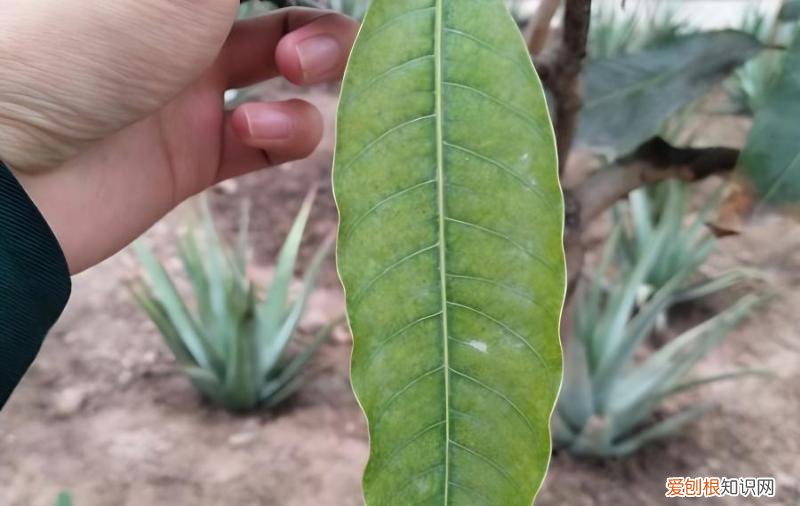 芒果树叶子被蓟马为害,怎么防治?,芒果树叶子被蓟马为害,怎么防治呢