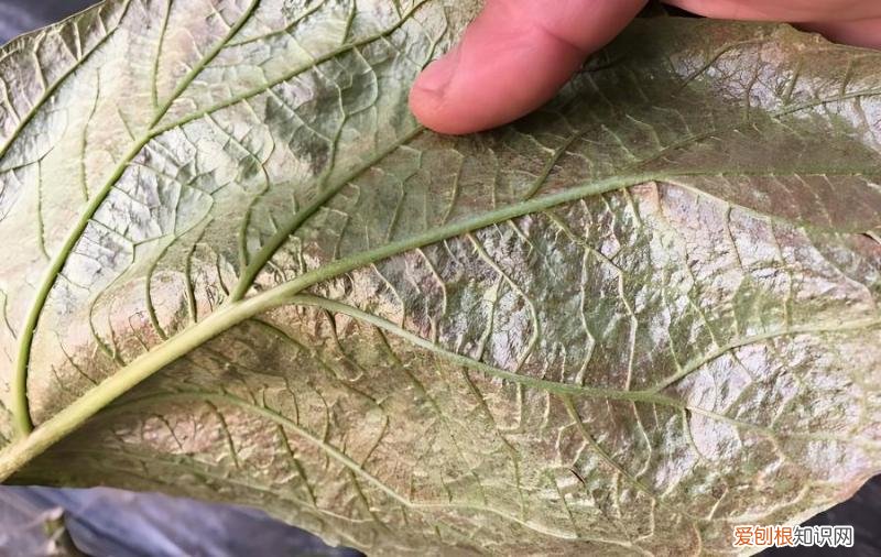 茄子叶子被茶黄螨为害,怎样用药控制?,茄子叶有黄点什么病