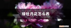 绿叶牡丹怎么养 绿牡丹花怎么养