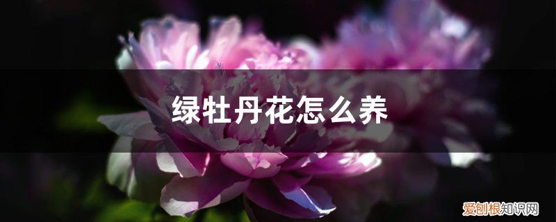绿叶牡丹怎么养 绿牡丹花怎么养