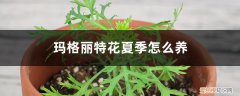 玛格丽特花适合北方养吗 玛格丽特花夏季怎么养