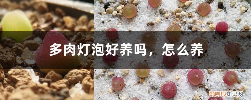 灯泡多肉怎么种 多肉灯泡好养吗,怎么养